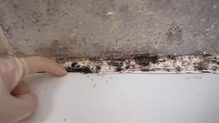 Mold Documentation for Insurance Claims in Green River, WY